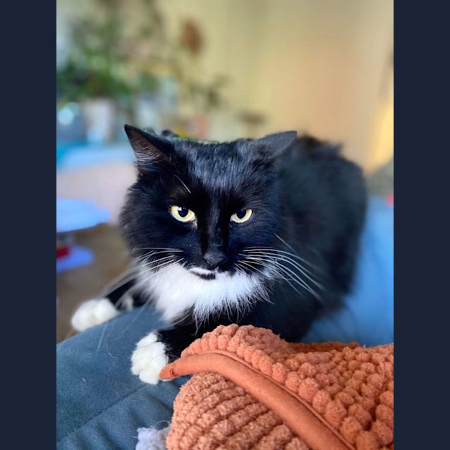 Photo of Crow 