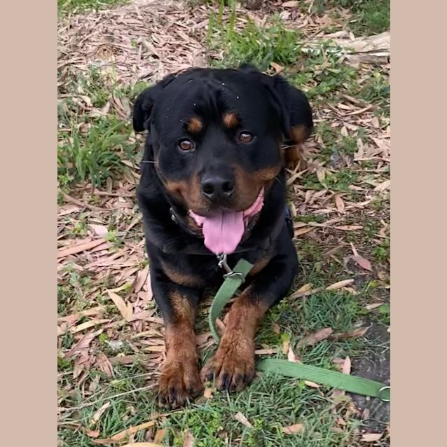 Photo of Beau
