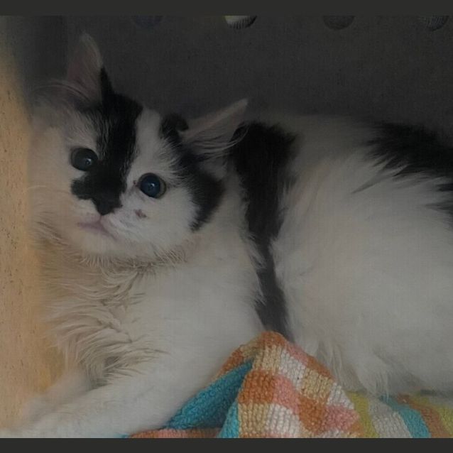 Photo of Sesame