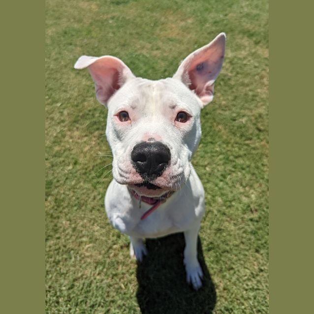 Photo of Snowflake
