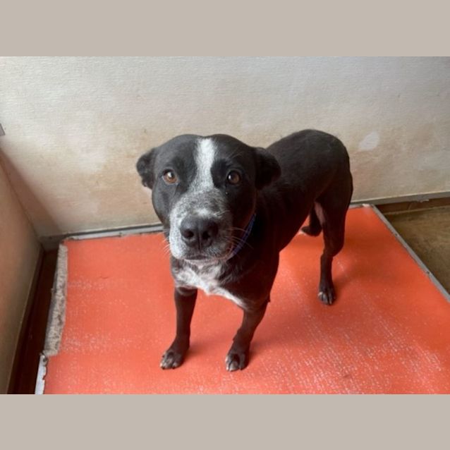 Photo of Toby (Imp No. 1426)