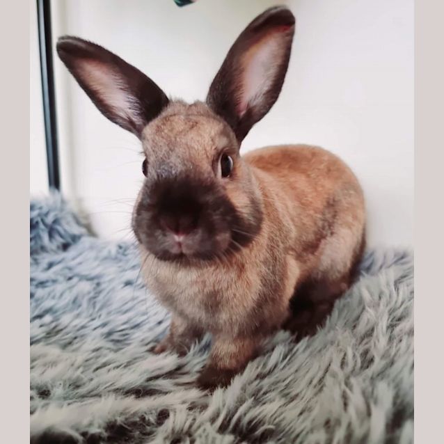 Photo of 🐰Gus & Gabe🐰 (Located In Werribee)