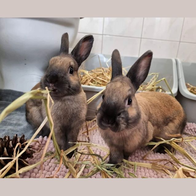 Photo of 🐰Gus & Gabe🐰 (Located In Werribee)