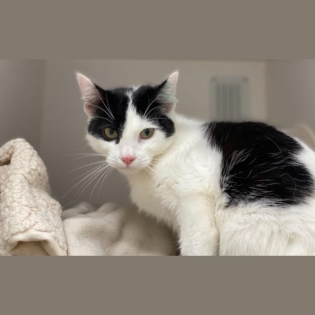 Photo of Pogo