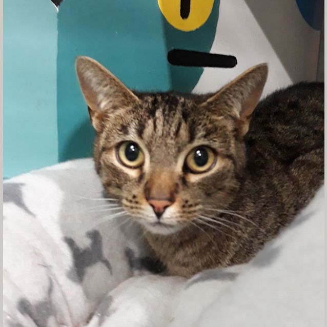 Photo of Nova