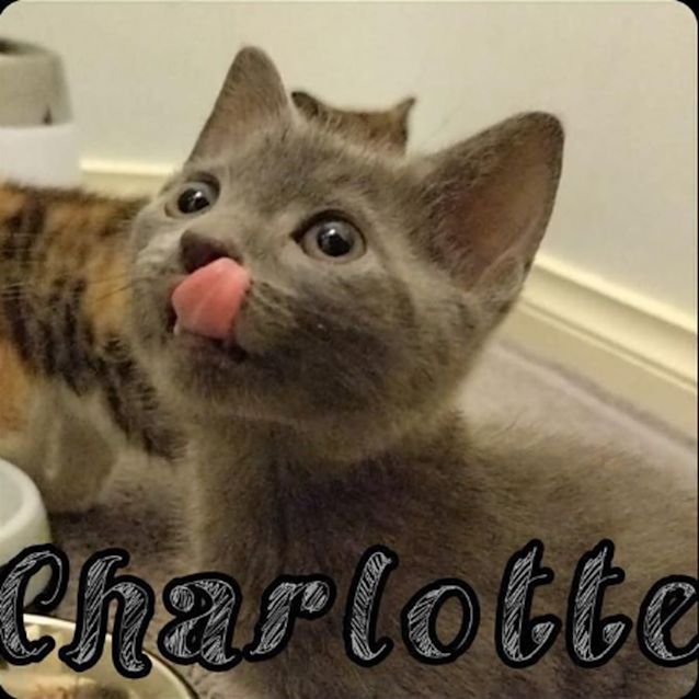 Photo of Charlotte