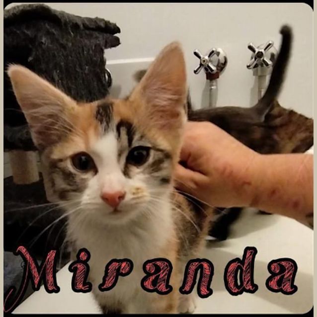 Photo of Miranda