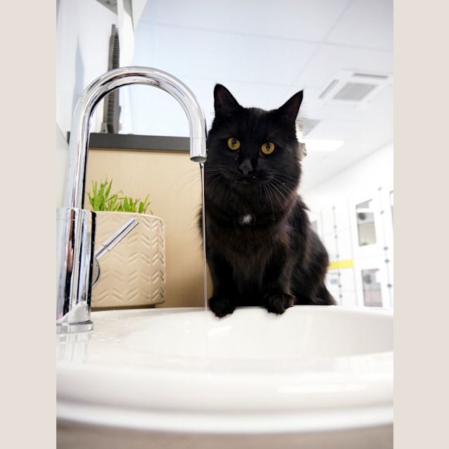 Photo of Dusty Suk010358