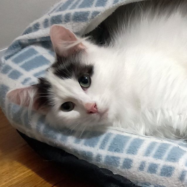 Photo of Figaro Stk010267