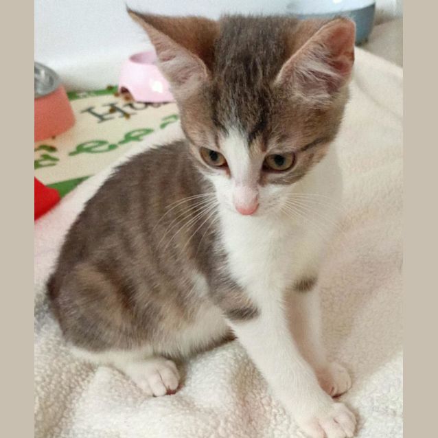 Photo of Alfie   Located In Eltham