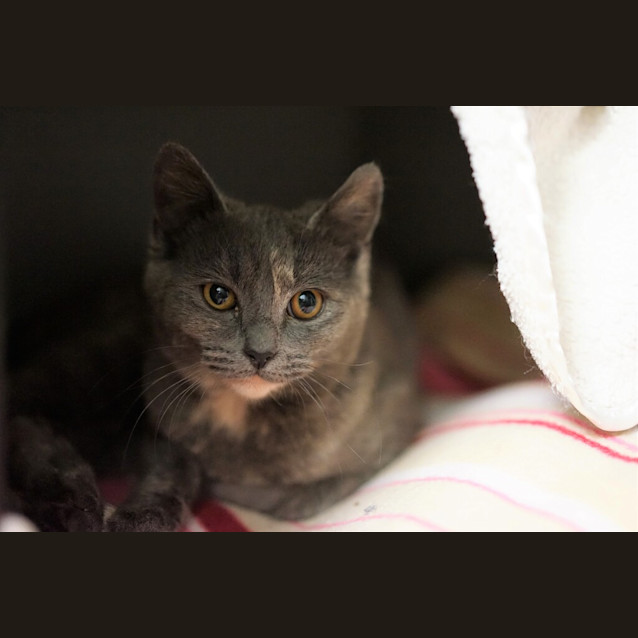 Photo of Cinnamon