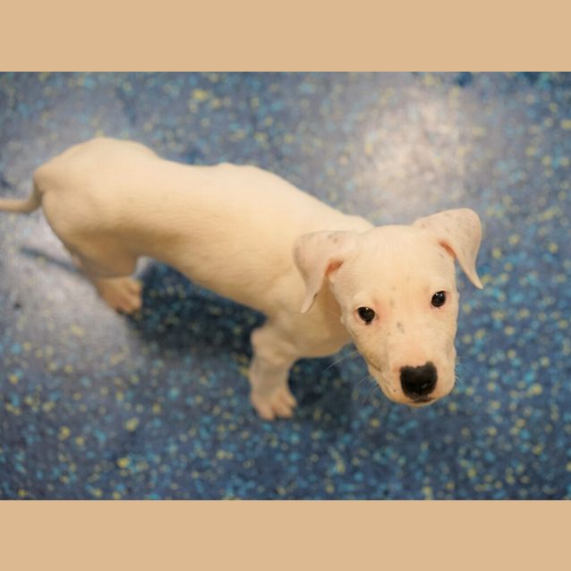Photo of Dottie