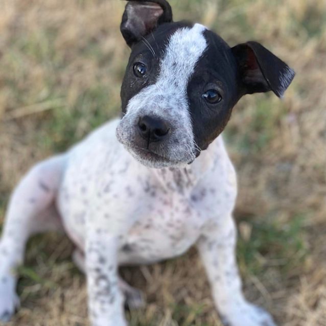 Photo of Petunia