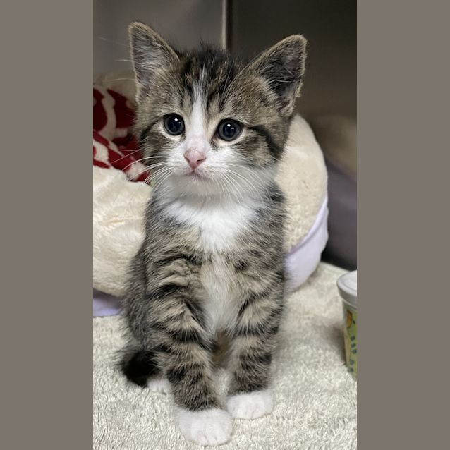 Photo of Louie