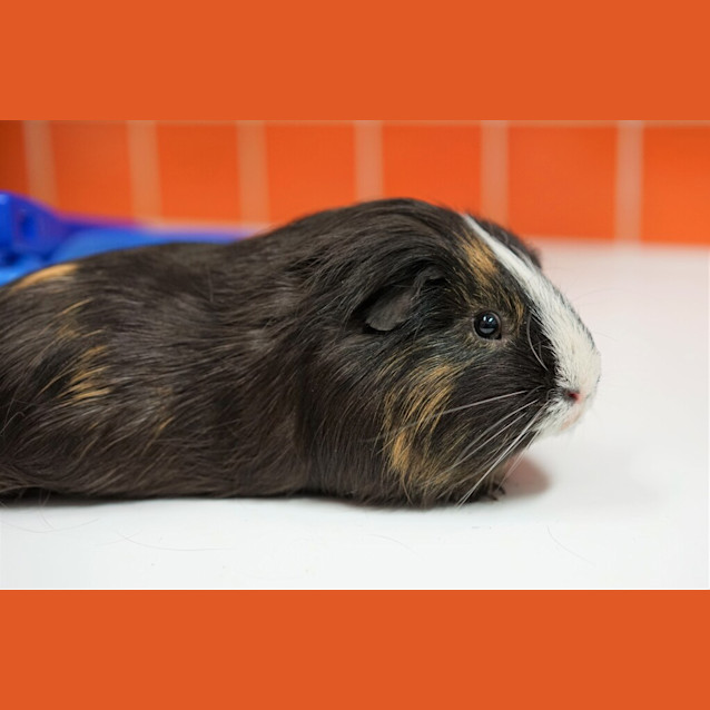 Photo of Herbert
