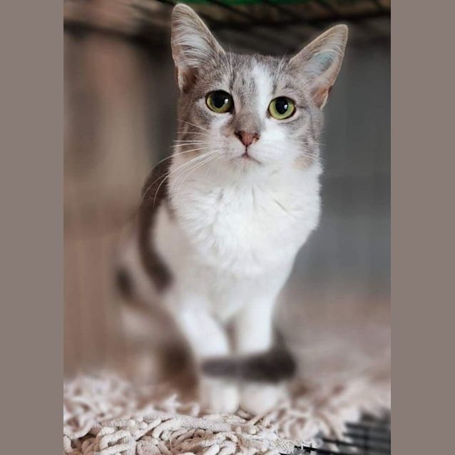 Photo of Chisai (And Charlie)