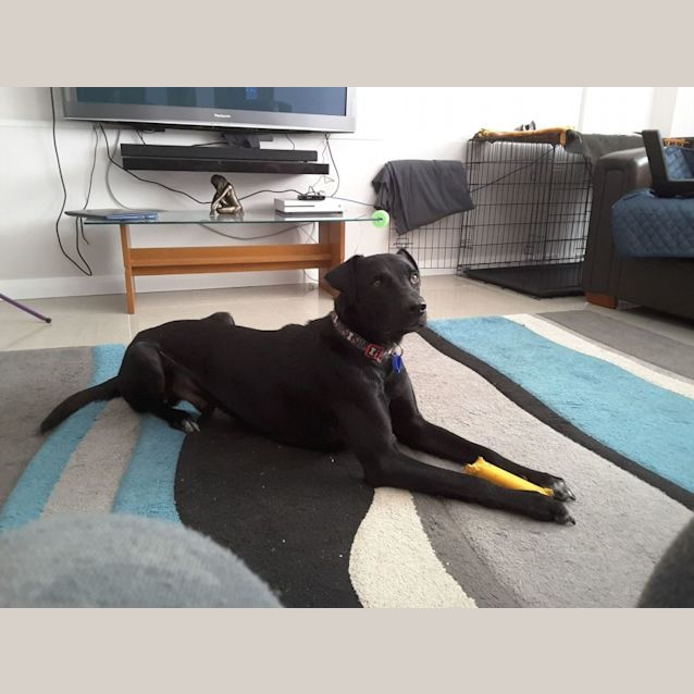 Photo of Riker   3 Year Old Dane X (On Trial)