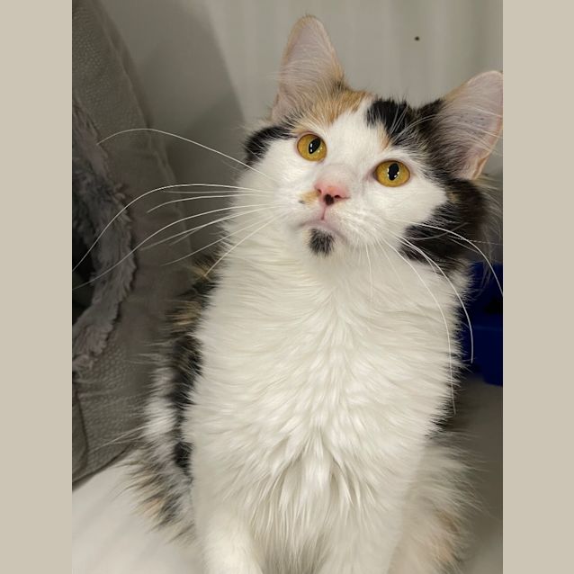 Photo of Floofy