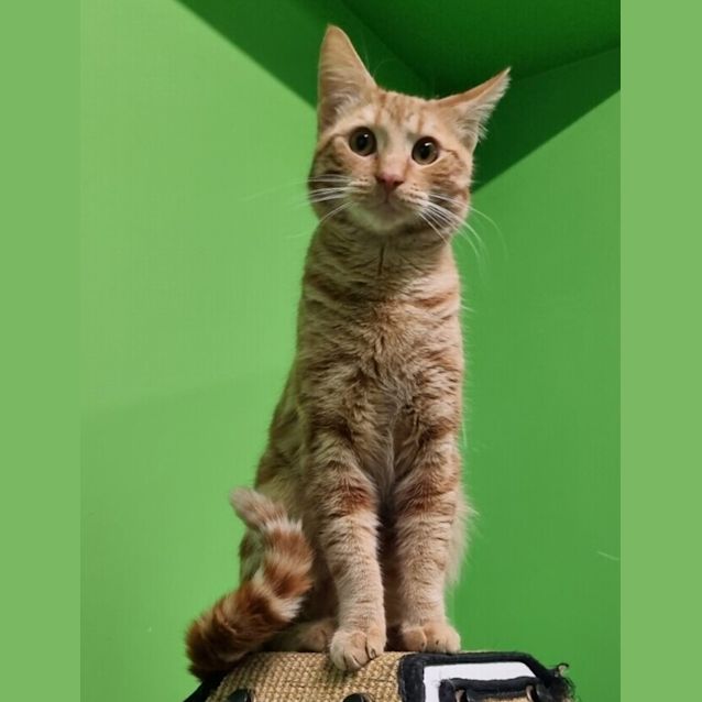 Photo of Scampi