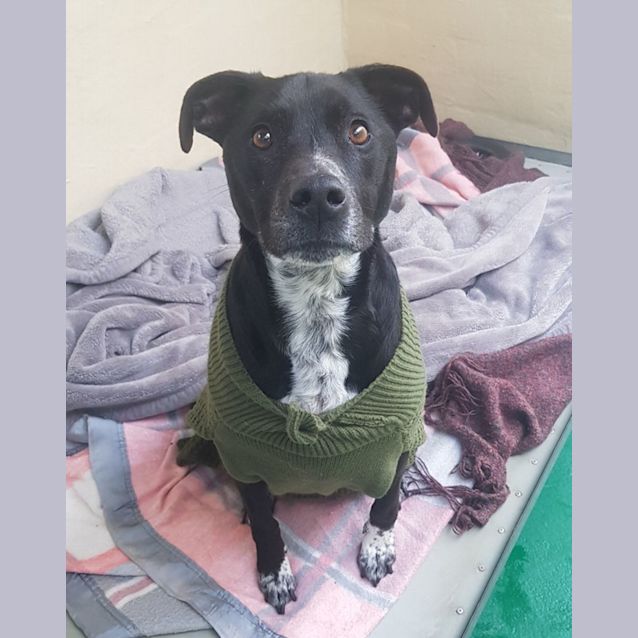 Photo of Scout   20172