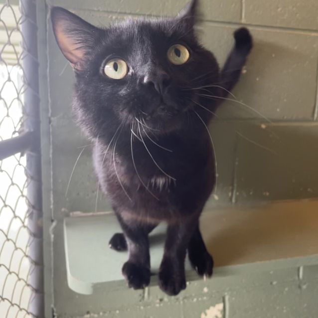 Photo of Obsidian