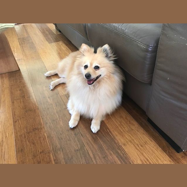 Photo of Pebbles