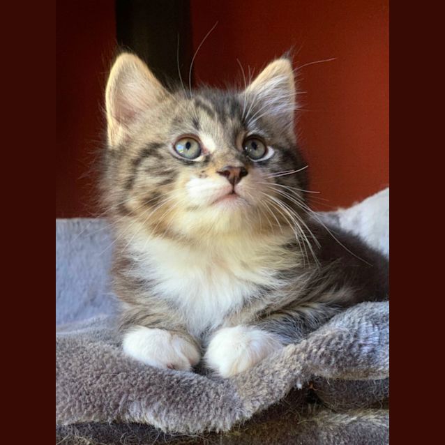 Photo of George 🐾🥰💙