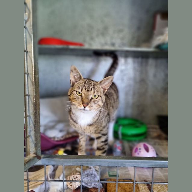 Photo of Pilchard