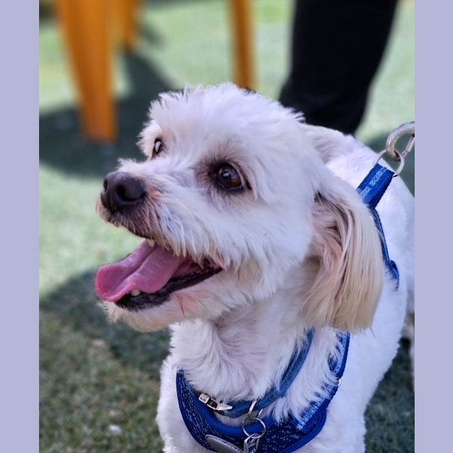 Photo of Peanut
