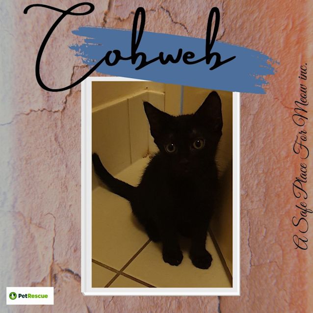 Photo of Cobweb
