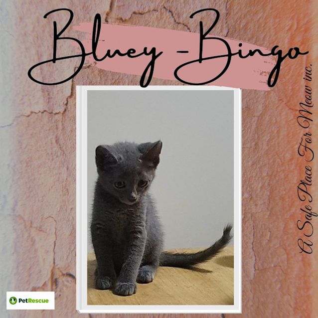 Photo of Bluey Bingo