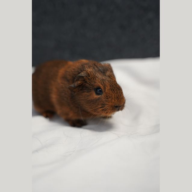 Photo of Coco