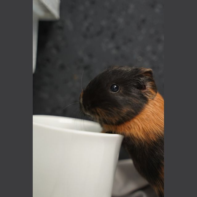 Photo of Freddy