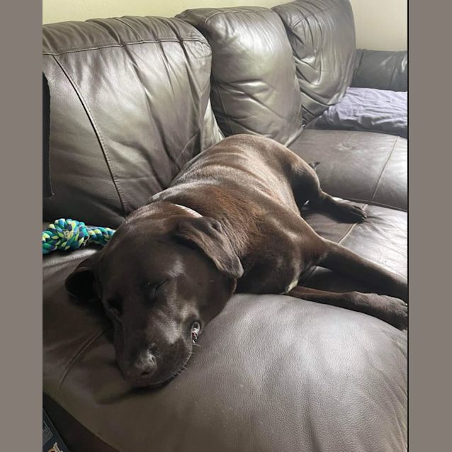 Photo of Charlotte   7 Year Old Labrador(on Trial 20/11/22)
