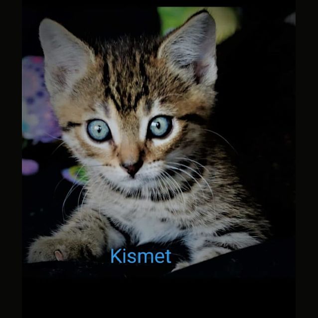 Photo of Kismet
