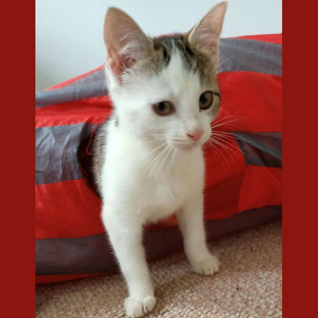 Photo of Cinnamon   Located In Eltham