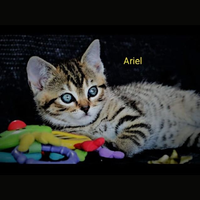 Photo of Ariel