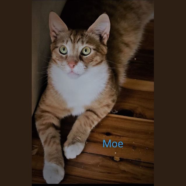 Photo of Moe