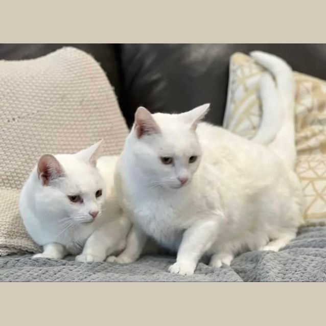 Photo of Casper And Snowy