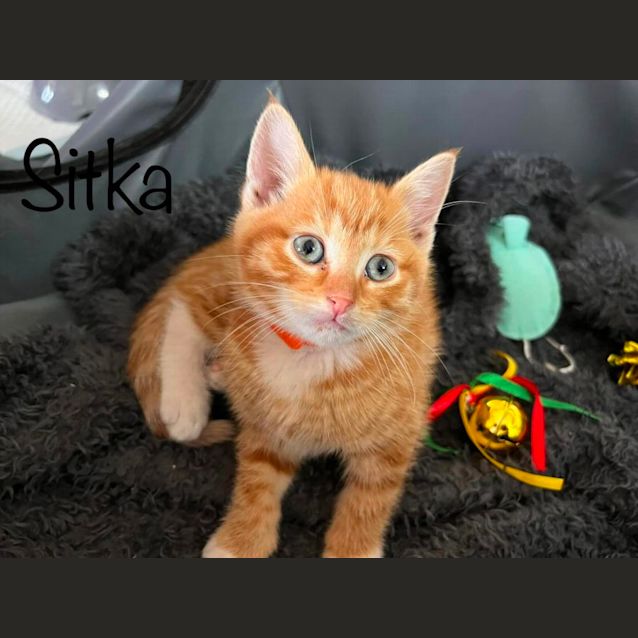 Photo of Sitka