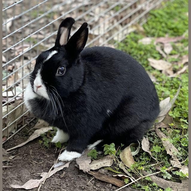Photo of Skivvy