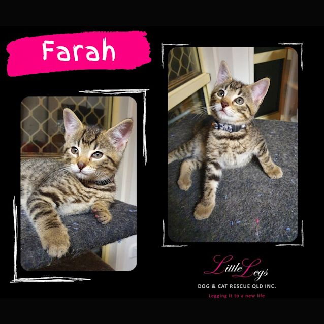 Photo of Farah