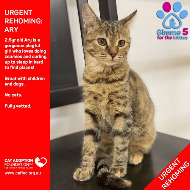 Photo of Ary Private Rehoming No Charge!