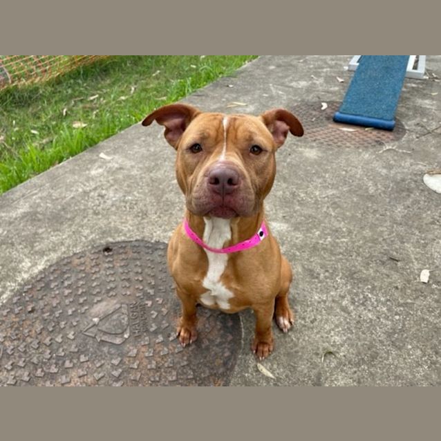 Photo of Bel (Imp No. 1542)