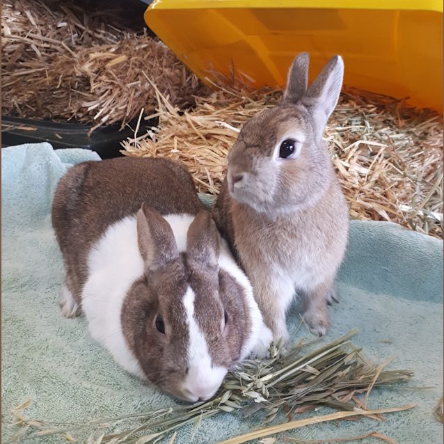 Photo of Bucky (Bonded With Ginny)