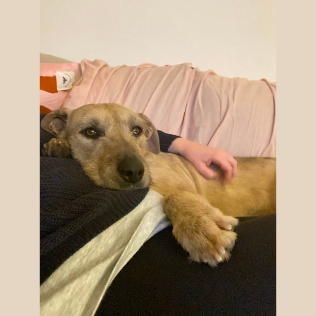 Photo of Sweetheart Sandy