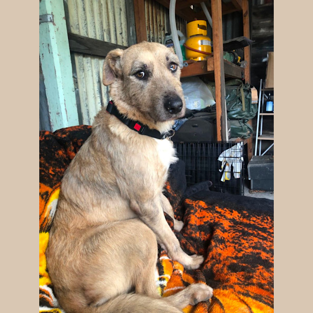 Photo of Sweetheart Sandy