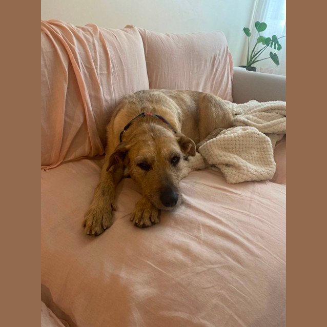 Photo of Sweetheart Sandy