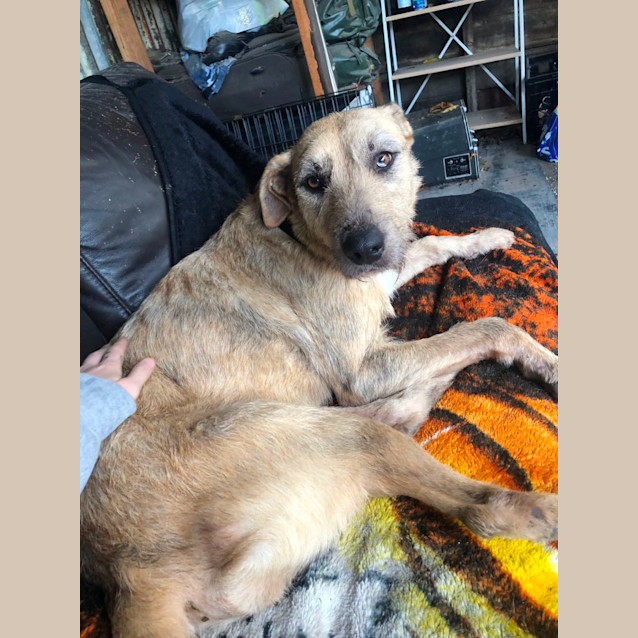 Photo of Sweetheart Sandy