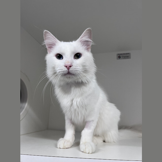 Photo of Everest (Now Jagger)